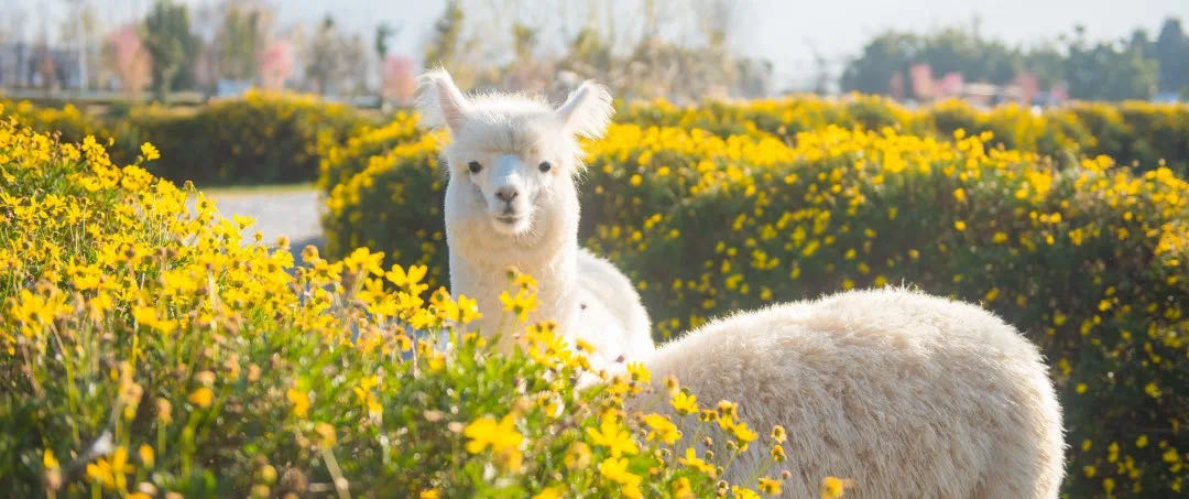 大理戶外晚宴基地 大理戶外晚宴基地