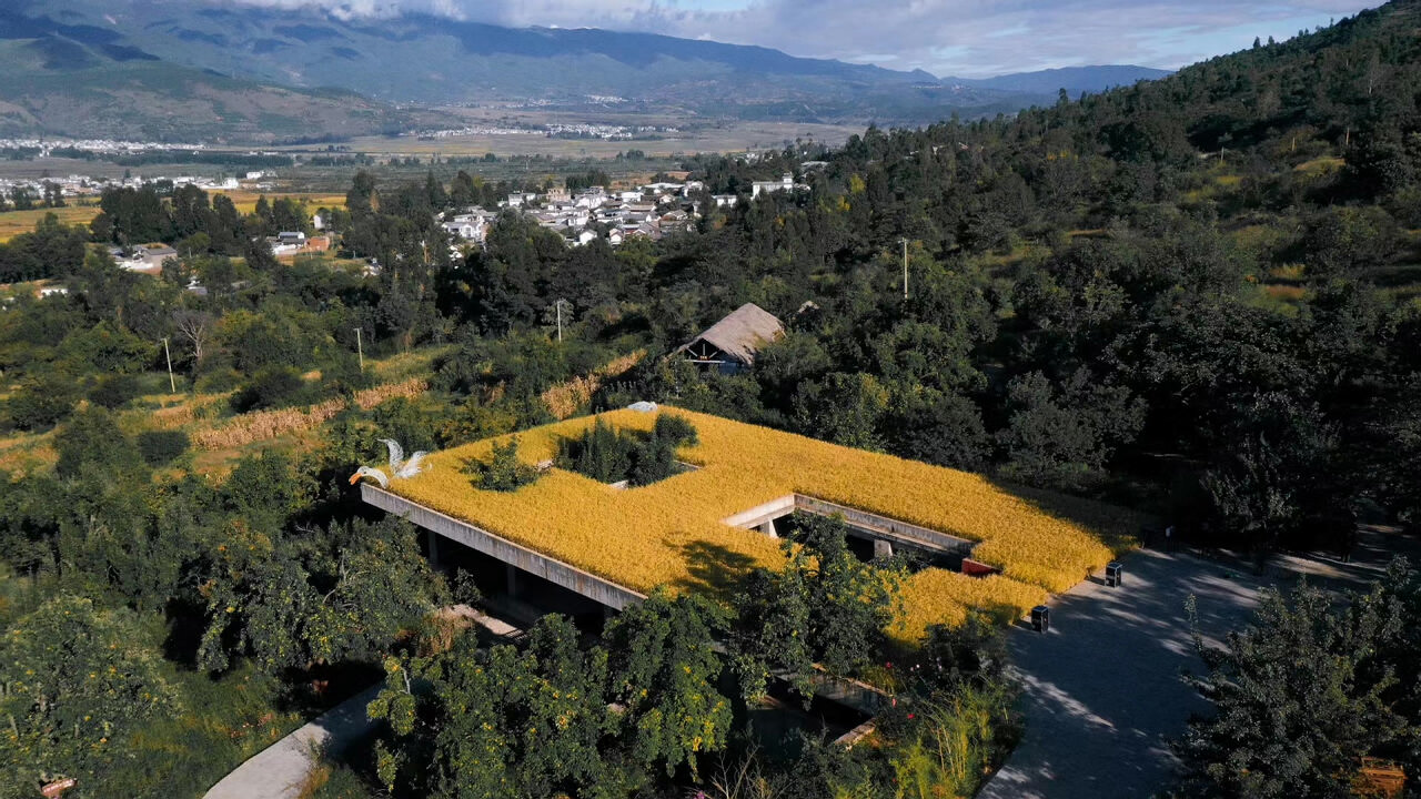 大理洱源鳳羽稻田劇場 大理洱源鳳羽稻田劇場