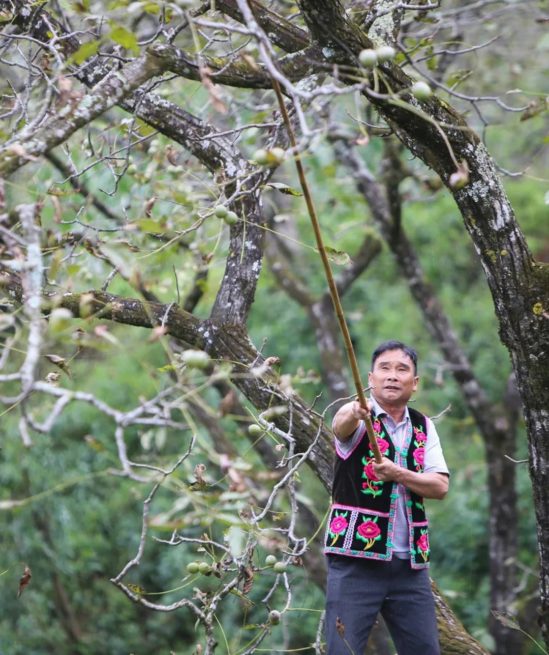 大理核桃 大理核桃