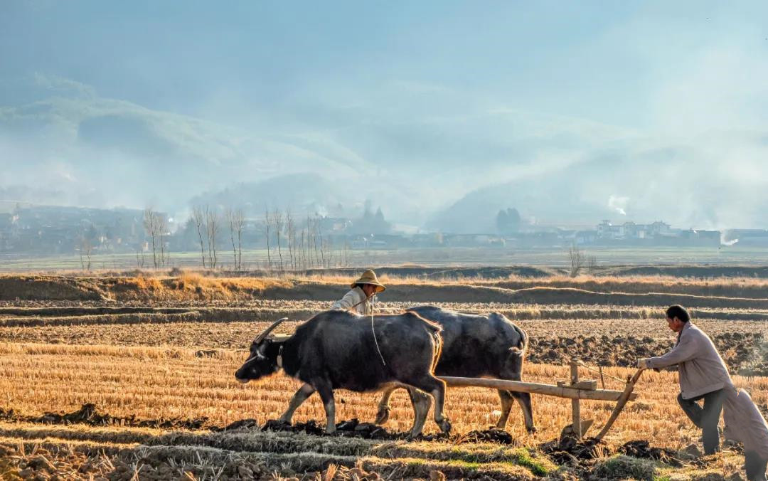 “二牛抬杠”耕作法 “二牛抬杠”耕作法