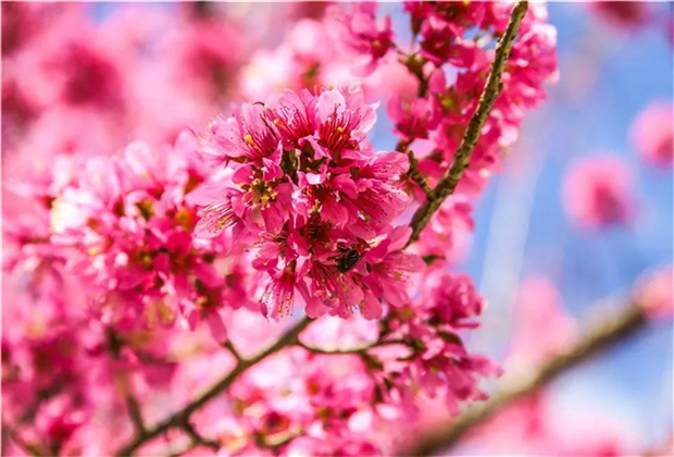 大理傳媒公司：南澗無(wú)量，秘境花鄉(xiāng)——神仙姐姐居住的地方！